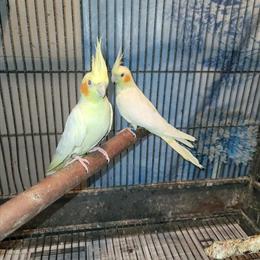 Cockatiels Breeder Offering Proven Breeding Pairs in Buffalo, ny
