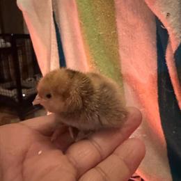 Millie Fleur chicks for sale - $7 each in Lancaster, ca