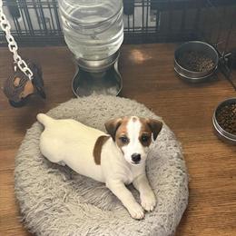 Jack Russell Terriers Looking for Forever Homes in San Jose, ca