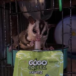 Gray Male Sugar Glider Seeking New Home in Parkers Lake, ky