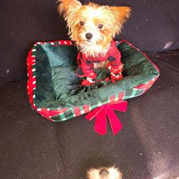 Yorkshire Terrier - 1 Year Old, Playful and Cuddly in Waterford, mi