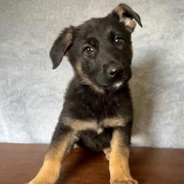 German Shepherd puppies available, AKC registered and vaccinated in Ravenswood, wv