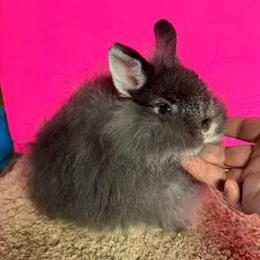 Jersey Wooly Rabbit - Sweet Black Silver Martin Doe, 12 Weeks Old in Hanover, pa