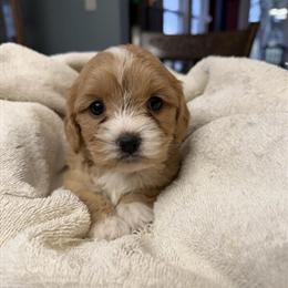 Cavachon Puppies Ready for Forever Homes in Bremen, in