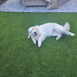 Golden Retriever Puppies Available in May in Surprise, az