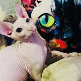 Sphynx Kitten Available for Adoption in Homestead, fl