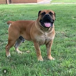 Boerboel Stud Service Available for Breeding in Accokeek, md