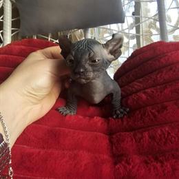 Elf-Bambino Kitten for Rehoming in Tampa, fl