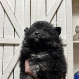 Akc Pomeranian Puppies Available in Ithaca, mi