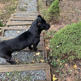 Cane Corso Female, 10 Months Old, All Black for $1500 in Freehold, nj