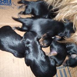 Yorkshire Terrier Puppies Ready for Forever Homes in 8 Weeks in Farmington, nm