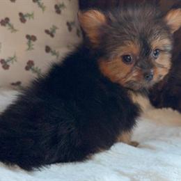 Biewer Yorkshire Terrier and Pomeranian Mix Puppy Female Coco in Des Plaines, il