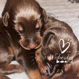 Doberman Puppies Available for Reservation in Spring Hill, fl