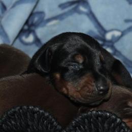 Doberman puppies ready for new homes in April in Spring Hill, fl