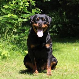 Rottweiler Puppy from German Bloodline Available in Phoenix, az