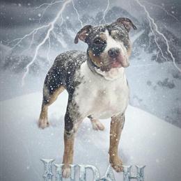 Blue Tri Merle XL American Bully Stud Available in Belleville, mi