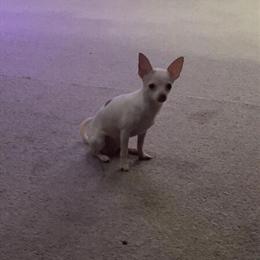 Chihuahua females available for breeding in Coalton, oh