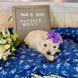 Maltipom Puppies CKC Registered - 3 Females and 1 Male Available in White House, tn