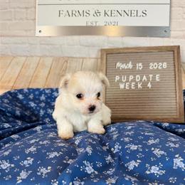 Maltese Puppies CKC Registered - 4 Males and 2 Females Available in White House, tn