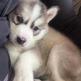 Siberian Husky Puppies for Adoption in Oxford, wi