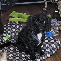 One Year Old Male Toy Poodle Looking for a Loving Home in Charlotte, nc