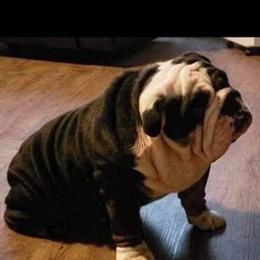 English Bulldog Puppies Available - 10 Weeks Old in Mount Sterling, ky