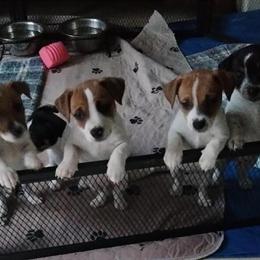 Jack Russell Puppies Available in Charleston, wv