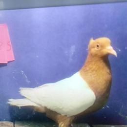 Archangel Birds Available - Various Colors and Easy to Handle in Kinston, nc