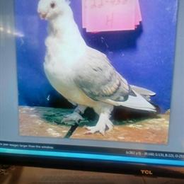 Frill Satinettes for Sale - Classic Breeds in Kinston, nc