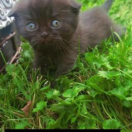 Chocolate Scottish Fold Kittens Available in Indianapolis, in
