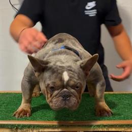 Tri Merle French Bulldog Stud Service in Denton, nc