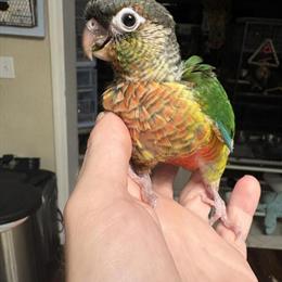 Baby green cheek conures available, sweet and handled in Naples, fl