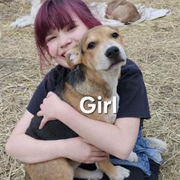 Adopt Adorable German Shepherd Mix Puppies for Only $50! in Cincinnati, oh