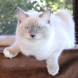 Ragdoll Kitten Maisy - Purebred TICA, Ready to Go Home March 16th in Haines City, fl