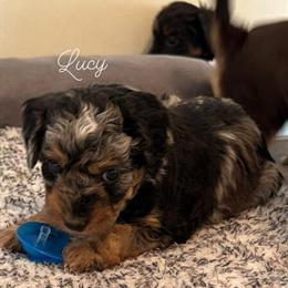 Mini Bernedoodles Ready for New Homes in Columbia, ky