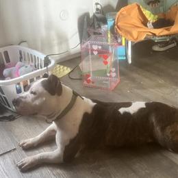 XL Bully for Sale - Strong Bloodline in Philadelphia, pa