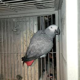 African Grey Pair for Sale in Buffalo, ny