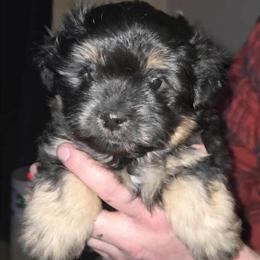 Shihpoo Puppies Available in White Pigeon, mi