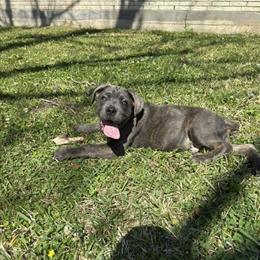 Cane Corso Puppies Ready for Forever Homes in Baton Rouge, la