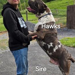 Boerboel Female Puppy Ready for Forever Home in Princeton, wv