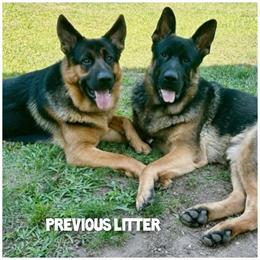Beautiful AKC Registered German Shepherd Puppies in West Yarmouth, ma