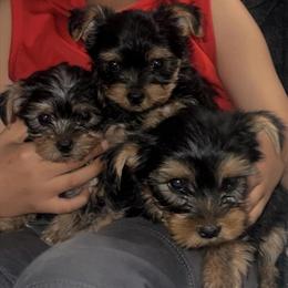 Yorkshire Terrier Puppy - 7 Weeks Old in San Diego, ca