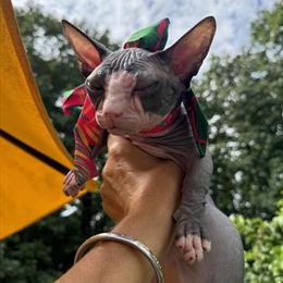 Gorgeous Sphynx Bambino Kitten for Adoption in Sandown, nh