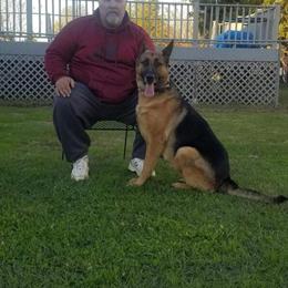 AKC German Shepherd Puppies Available in Spring Lake, nc