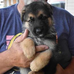 AKC German Shepherd Puppies Available Now in Spring Lake, nc