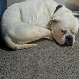English Bulldog for adoption, 2 years old, $600 OBO in Taylor, mi