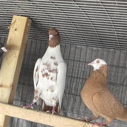 Afghani Pigeons for Sale - Rare and Unique in Dearborn Heights, mi