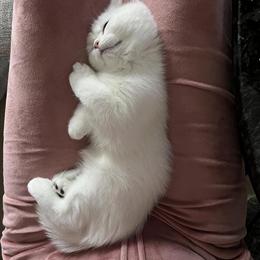 British Shorthair Kitten Snowball - Silver Coat, 3.5 Months Old in Mundelein, il