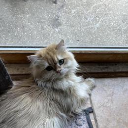 British Longhair Male Palmer Looking for a New Home in Mundelein, il