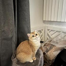Chinchilla Kitten Abby - Sweet and Playful in Mundelein, il